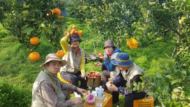 ‘10박 11일 제주농부로 살아보기’ 참가자들이 제주 서귀포 ‘아버지와 아들’ 감귤농장에서 수확 작업 중 새참을 먹고 있다